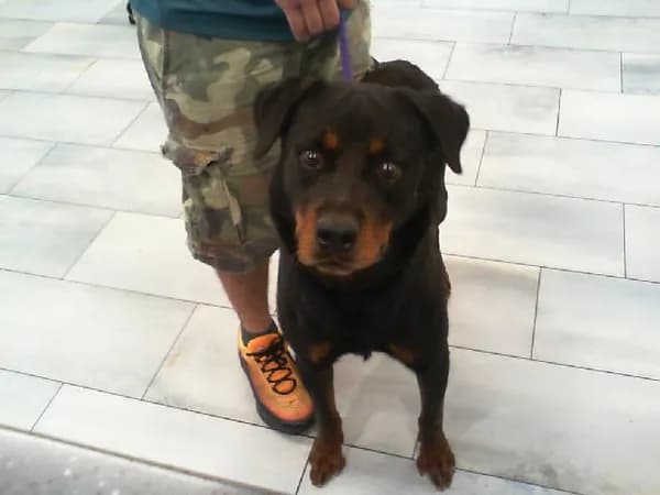 Kako - Rottweiler