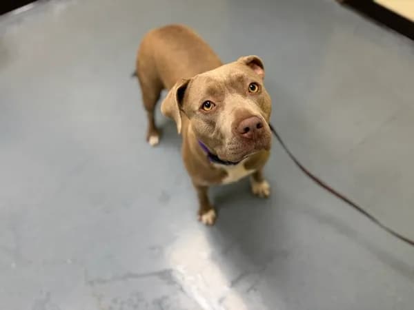 Floy - American Pit Bull Terrier
