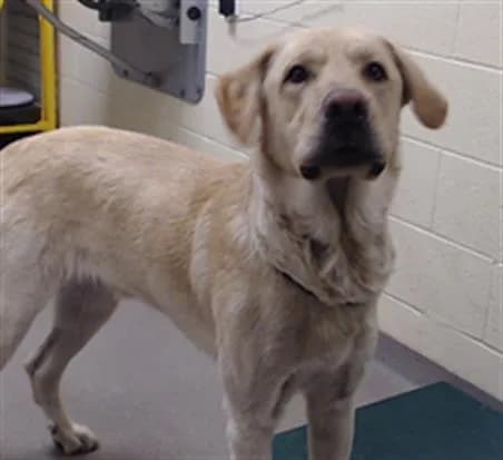 Marley - Labrador Retriever