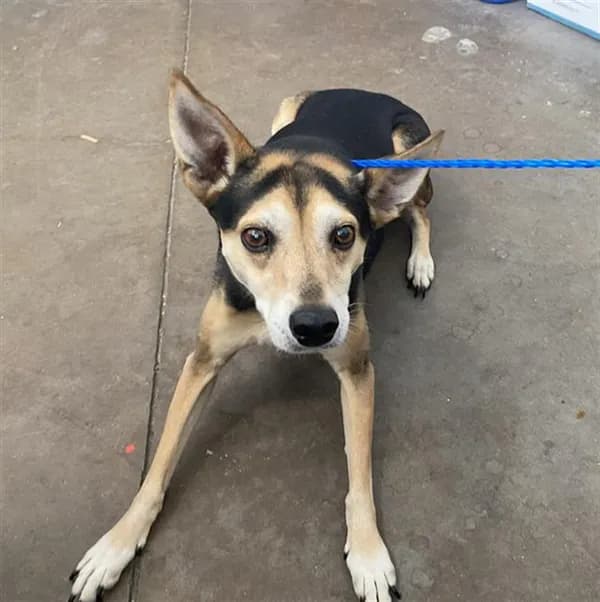 Rosco - Beagle mix