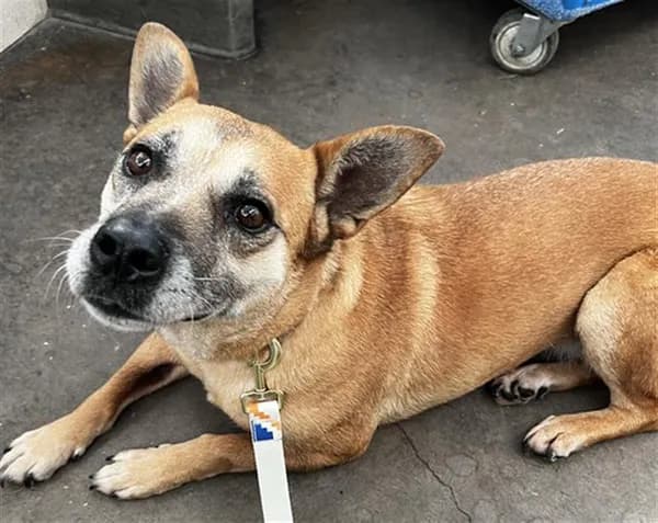 Lucy - German Shepherd Dog mix
