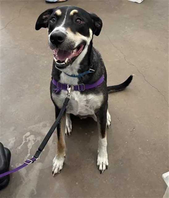 Koda - Mixed Breed