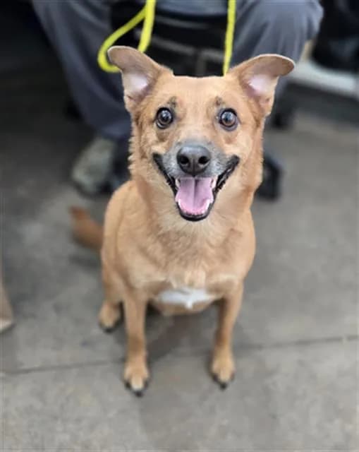 Tank - Mixed Breed