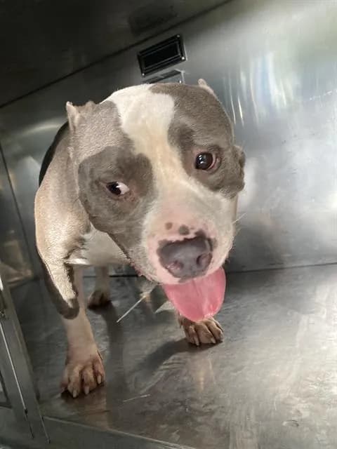 Ace - American Pit Bull Terrier