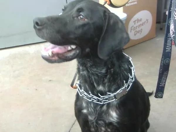 Opal - photo 1