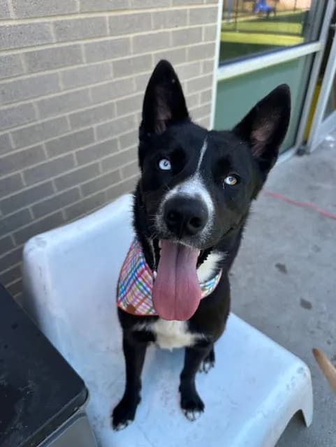 Peppa - Mixed Breed