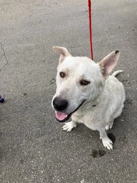 Max - photo 1
