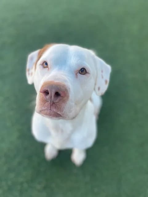 Buddy - Mixed Breed