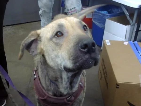Nylah - Mixed Breed
