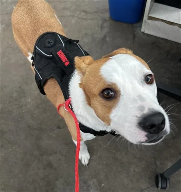 Ace - Mixed Breed