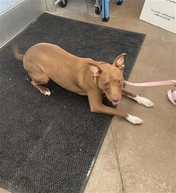 Coco - Mixed Breed