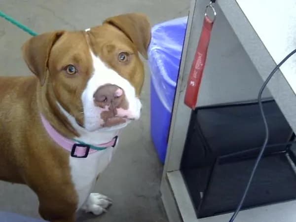 Cece - Mixed Breed