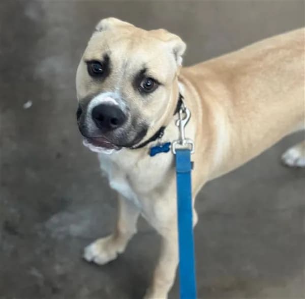 Dallas - Mixed Breed