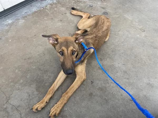 Britney - Mixed Breed