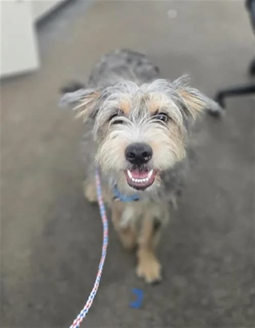 Kiki - Mixed Breed