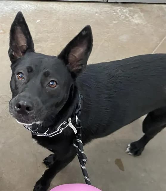 Jenny - Mixed Breed