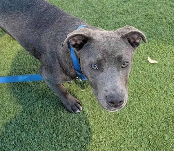 River Rain - Pit Bull Terrier
