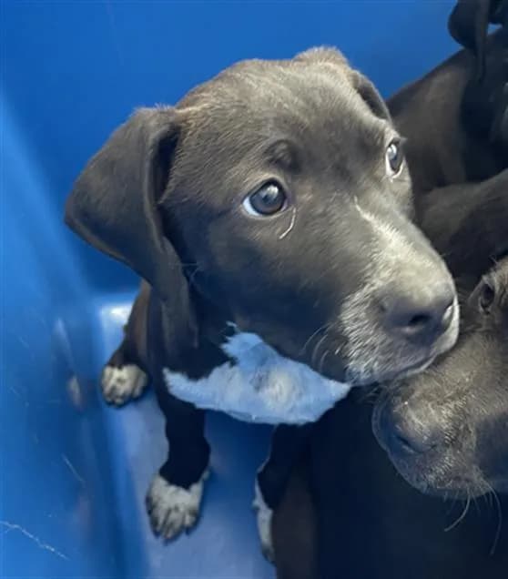 Droopy - Mixed Breed