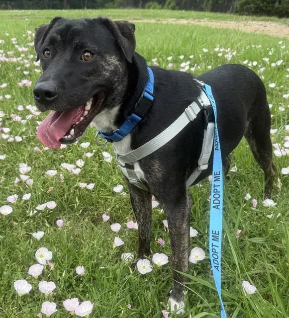 Smooch - Mixed Breed