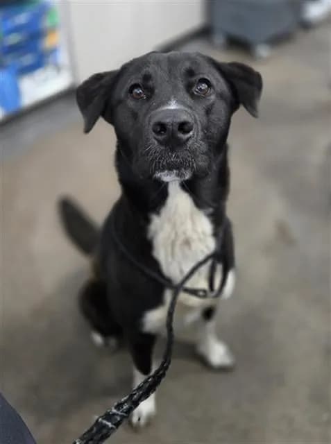 Leila - Mixed Breed