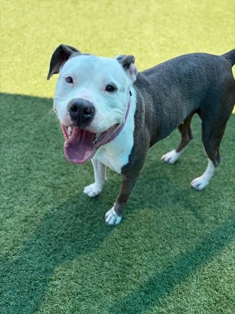 Tory - Mixed Breed