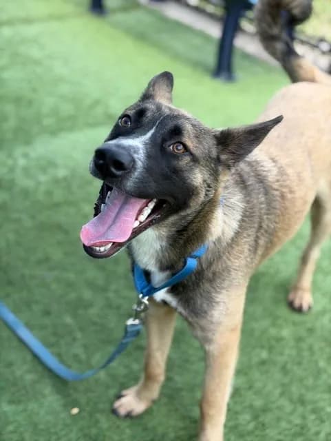 Mickey - German Shepherd Dog