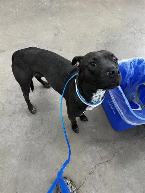 Nina - Mixed Breed
