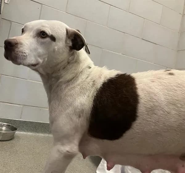 Versa - Mixed Breed