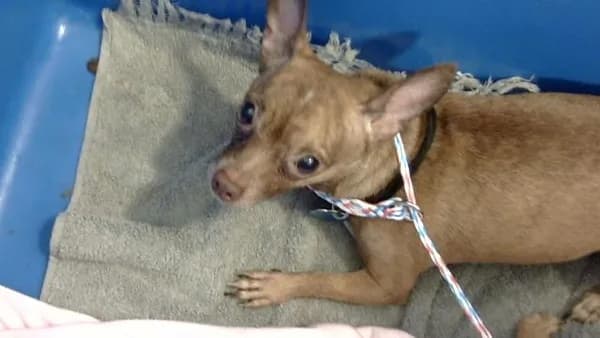 Molly - Mixed Breed