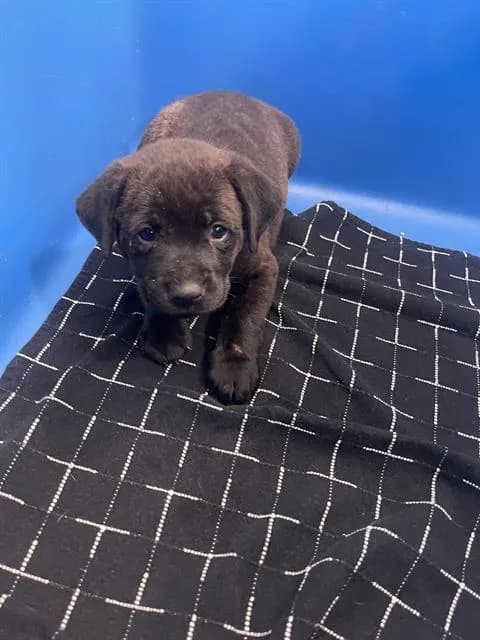 Toffee - Mixed Breed