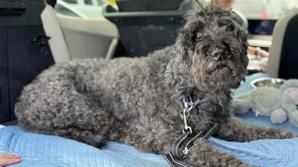Onyx - Labrador Retriever and Poodle - Standard