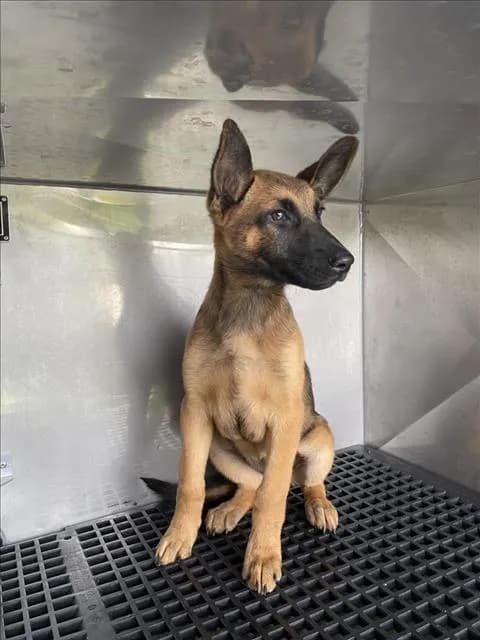 Mel - Mixed Breed