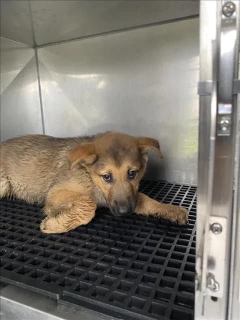 Messi - Mixed Breed