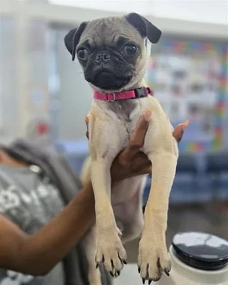 Pelenolpe - Pug mix