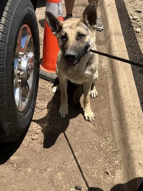 Screamer - Mixed Breed