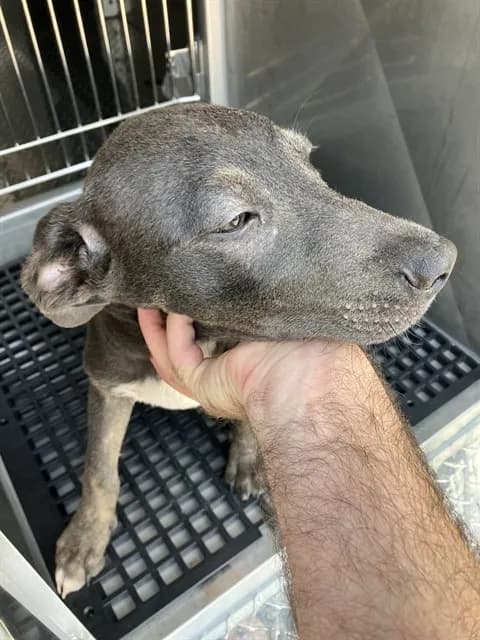 Murphy - Mixed Breed