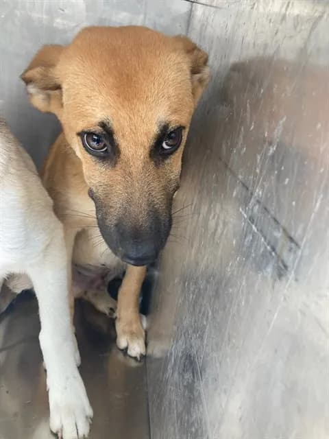 Kirk - Mixed Breed