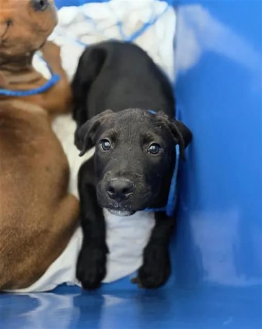 Fred - Mixed Breed