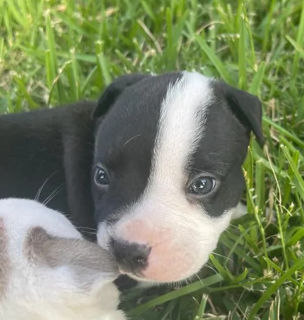 Stitch - Mixed Breed