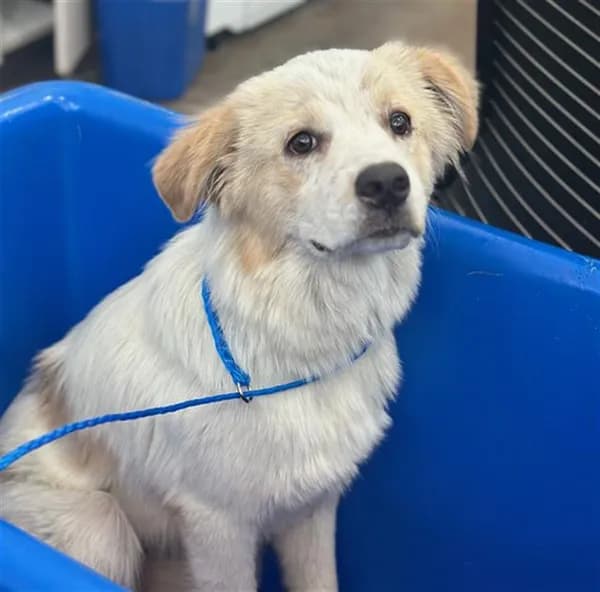 Pearl - Mixed Breed