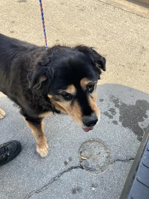 Azazel - Mixed Breed