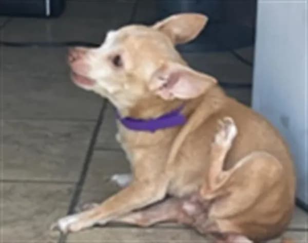 Daisy - Chihuahua - Smooth Coated mix