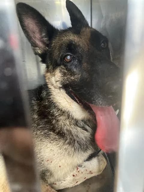 Major - Mixed Breed