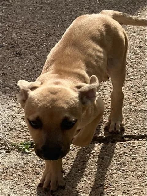 Woody - Mixed Breed