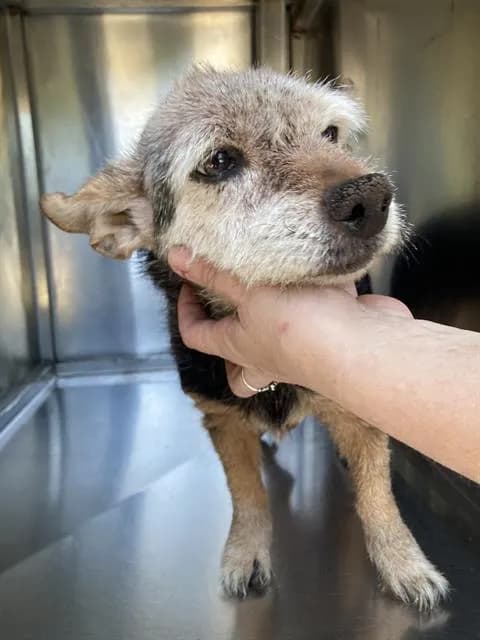 Rosie - Mixed Breed