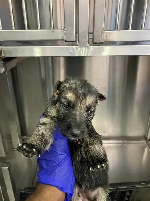 Phiilip - Mixed Breed