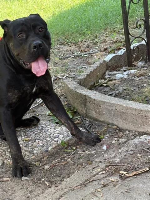 Black Daddy - Mixed Breed