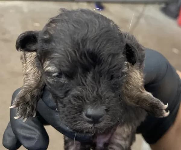 Nelly - Mixed Breed