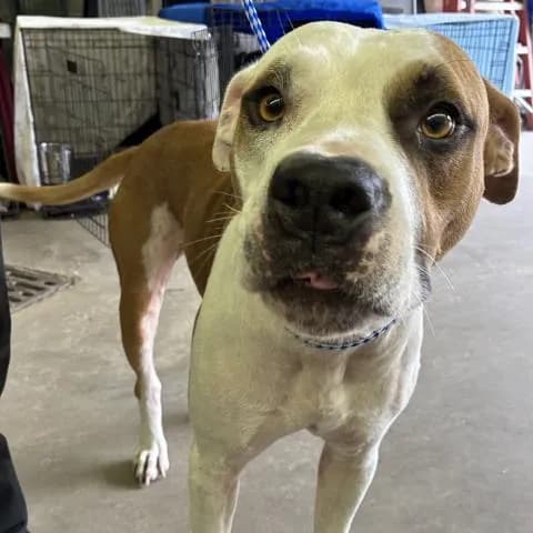 Chase - Mixed Breed