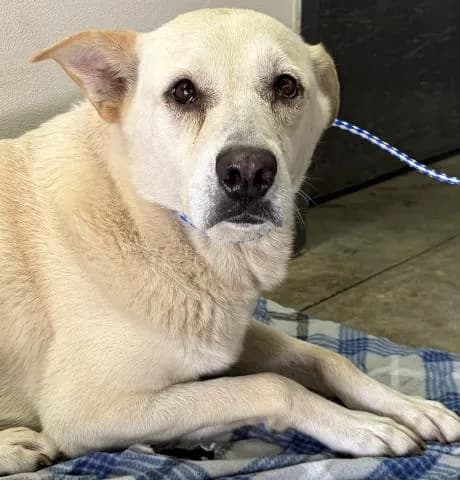 Diamond - Mixed Breed